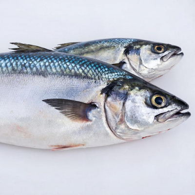 Скумбрия — рыба, богатая омега-3 и белком!